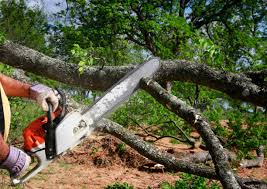 Falls City, NE Tree Services Company