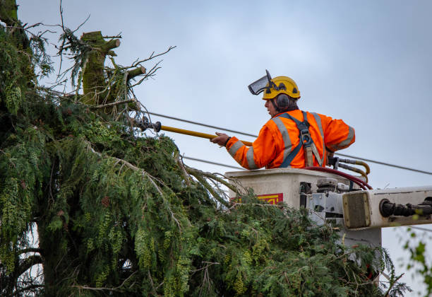 Best Root Management and Removal  in Falls City, NE