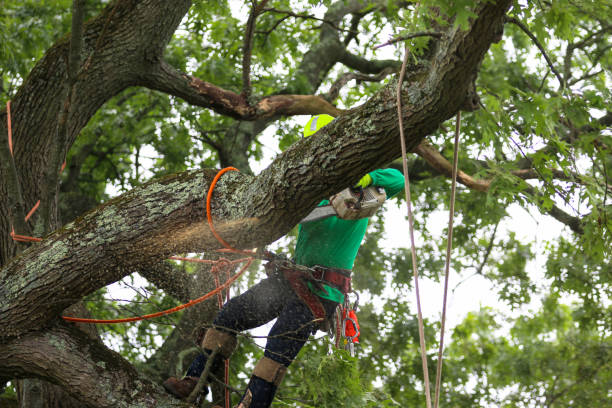 Best Tree Risk Assessment  in Falls City, NE