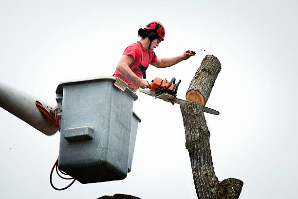 Best Emergency Tree Removal  in Falls City, NE