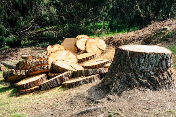 Best Tree Preservation Services  in Falls City, NE